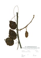 藏品(臺灣羊桃)的圖片